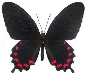 femelle montezuma montezuma