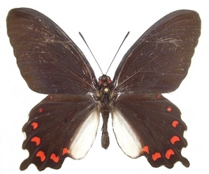 mle montezuma tulana