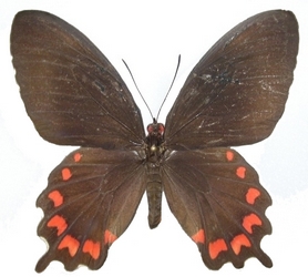 femelle montezuma tulana