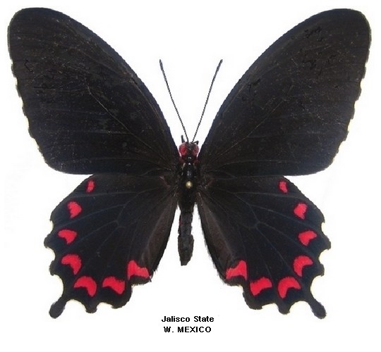 femelle recto
