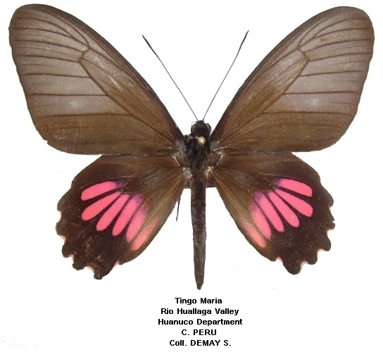femelle recto