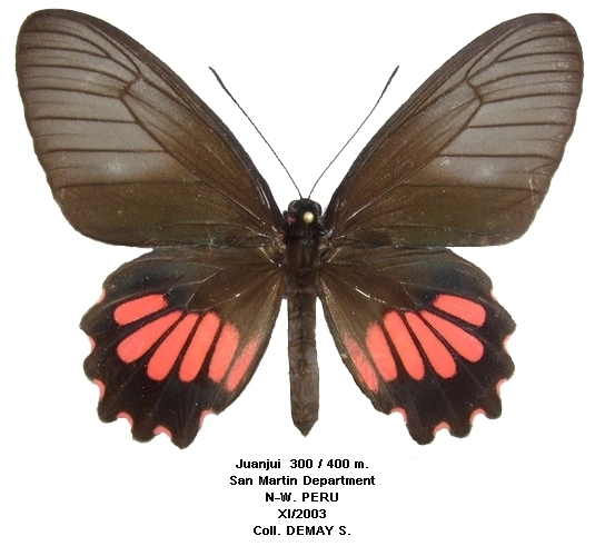 femelle recto