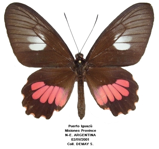 femelle recto