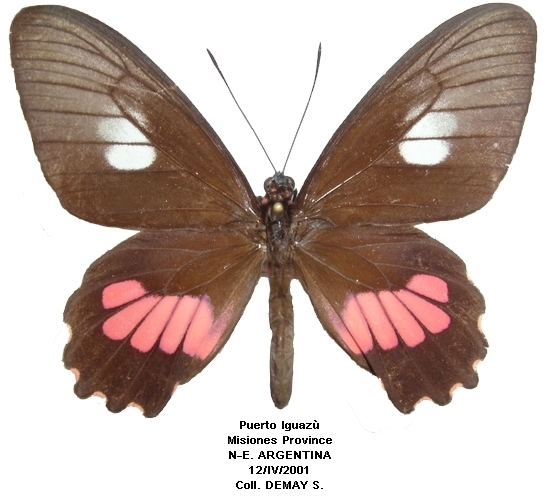 femelle recto