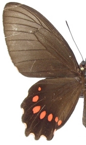 femelle
