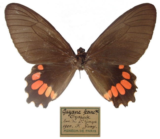 femelle recto