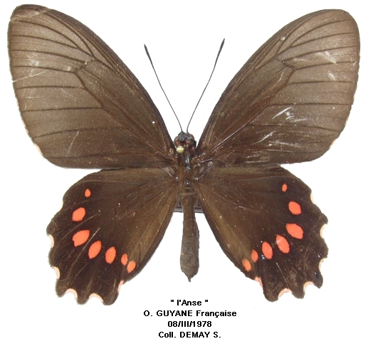femelle recto