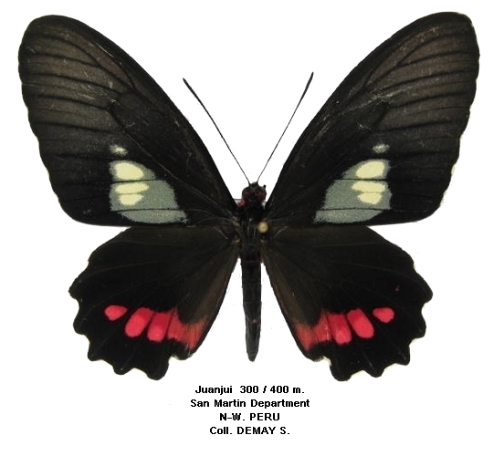 femelle recto