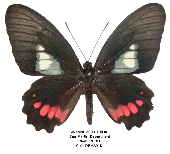 femelle recto