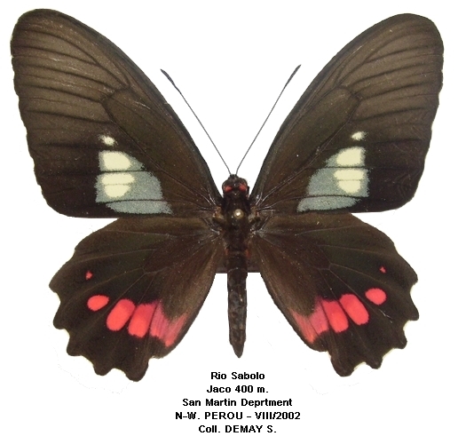 femelle recto