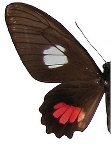 femelle