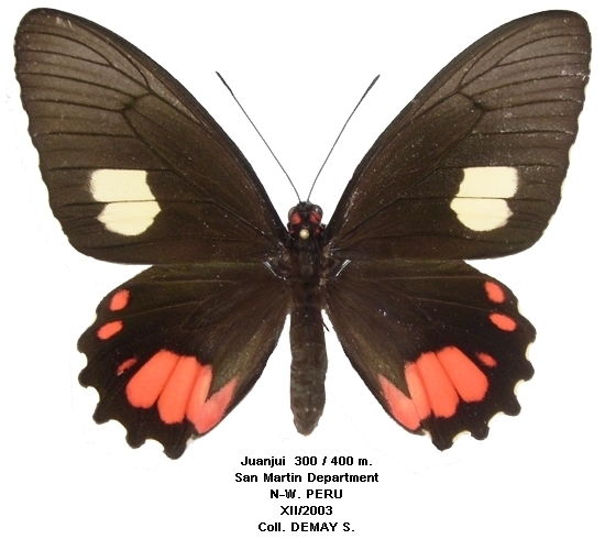 femelle recto