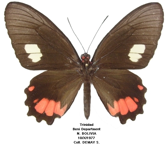 femelle recto
