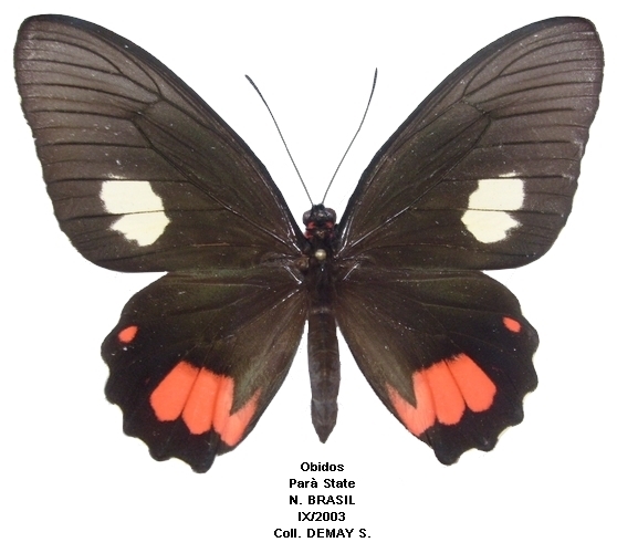 femelle recto
