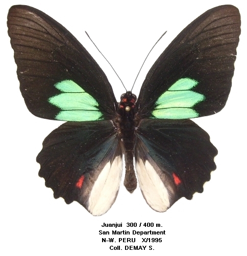 mle recto trans. tarquinius