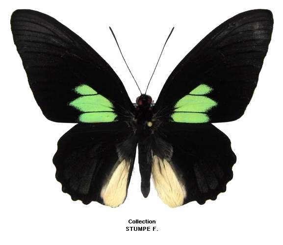 aberration sesostrellana