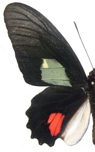 mle