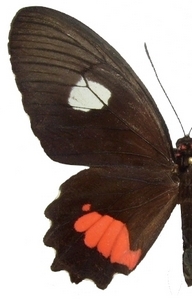 femelle